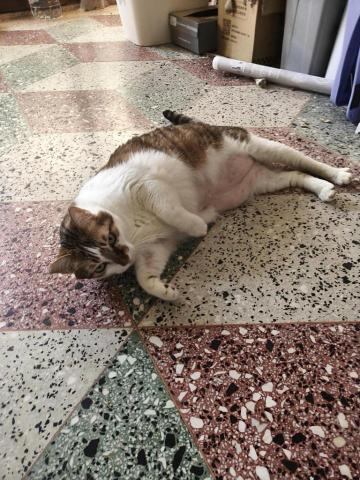 傅小茹 - 客戶家的咪咪