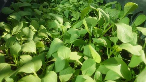 鉤藝郎複合式教學 - 居家陽台菜園栽培照護