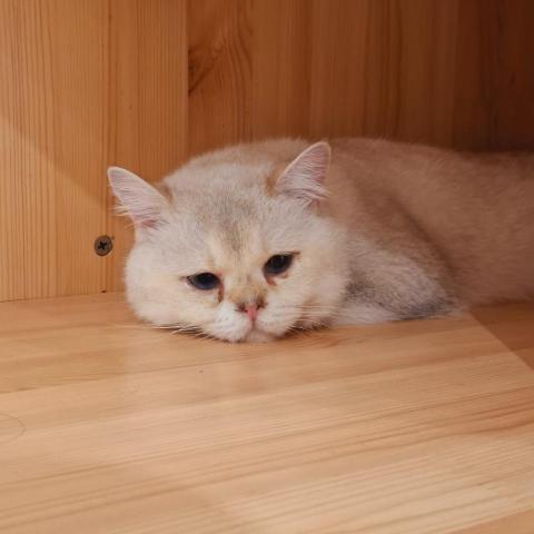 提供租車irent服務的專家Minerva