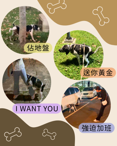 1768一起遛吧！寵物代遛ǀ安親ǀ散步ǀ保姆ǀ到府照顧 - 《毛孩紀念冊》Vol.2
一年一班｜風紀股長・咖啡
Coffee, tea or me?☕️

最親人的米格魯
天生嗅覺靈敏
喜歡追逐氣味
願你帶著與生俱來的勇敢
繼續探索這個世界

親愛的：
清醒得靠咖啡因，幸福就靠咖啡♡
――1768筆

班級持續招生中！
代遛・安親・保姆・到府照顧
❤️我們等你來報名，給你滿滿的愛與陪伴！