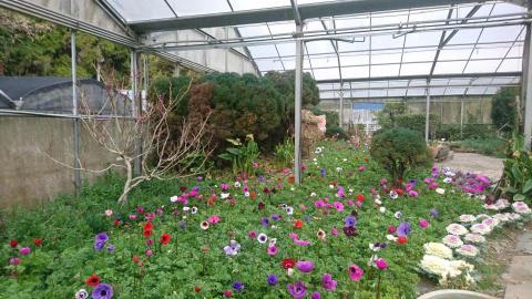 鉤藝郎複合式教學 - 植物照護