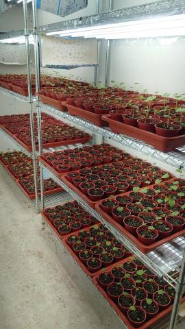 鉤藝郎複合式教學 - 種苗栽培