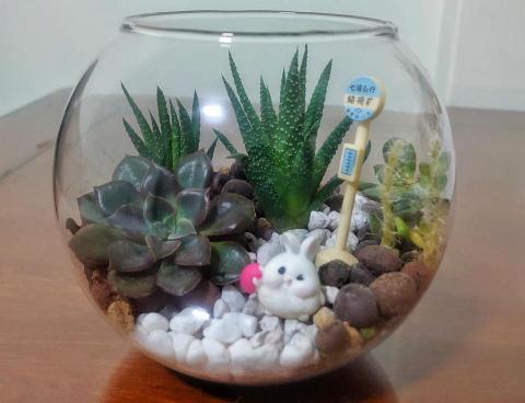 鉤藝郎複合式教學 - 多肉微景觀生態缸