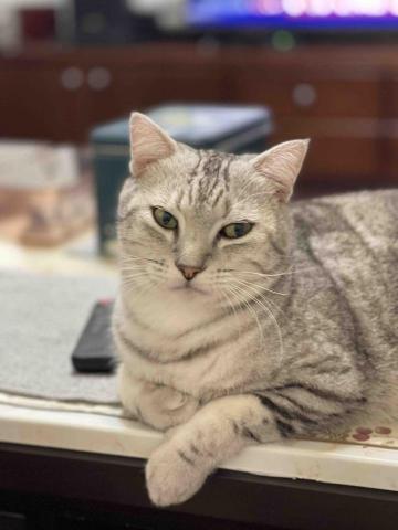 貓咪保母Peter - 帥氣的阿金