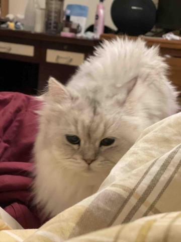 貓咪保母Peter - 憨厚可愛的妹妹