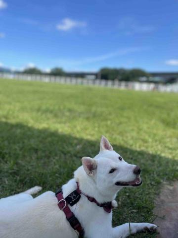 Lence 小藍 -  Lence 小藍 -