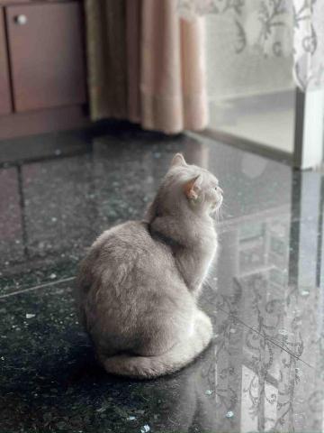 貓咪保母Peter - 個性圓圓