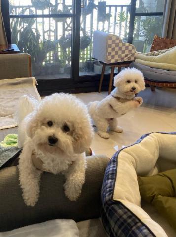 Susan Wang - 可愛兩比熊 Susan Wang - 可愛兩比熊