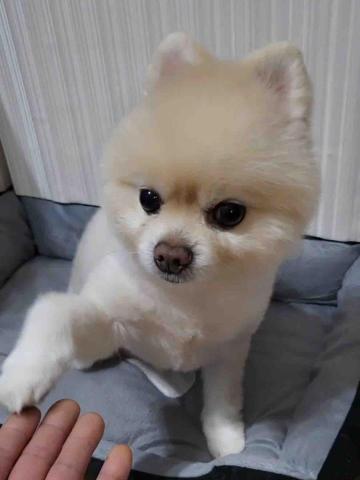 毛大叔狗私塾 - 外表可愛的跩哥
內心深處有著無法靠近的一面
#狗學生 毛大叔狗私塾 - 外表可愛的跩哥
內心深處有著無法靠近的一面
#狗學生