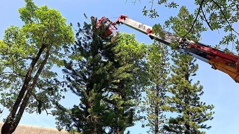 耕心工程行 - 椐樹