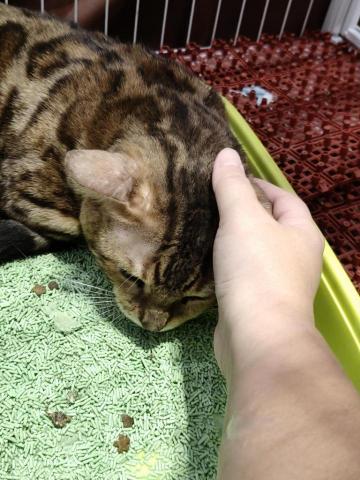 周喵喵個人整潔室 -  周喵喵個人整潔室 -