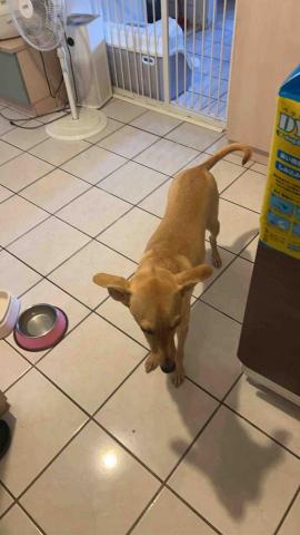 summer寵物保母 - Ciri:熱情外向,第一次看到我就親切地又親又舔,讓我們很快拉近彼此之間的距離,喜歡外出散步。 summer寵物保母 - Ciri:熱情外向,第一次看到我就親切地又親又舔,讓我們很快拉近彼此之間的距離,喜歡外出散步。