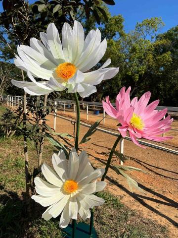 汨羽藝境工作室 - 巨型花藝｜雛菊｜