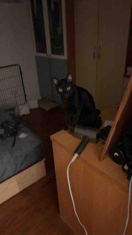 summer寵物保母 - Bandit:寶貝你的毛色讓我不太容易找到你欸。 summer寵物保母 - Bandit:寶貝你的毛色讓我不太容易找到你欸。