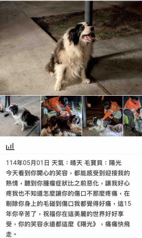 潘凱恩 - 寵物美容到府服務紀錄照