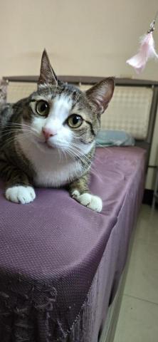 徐晏緹 - 雪碧真的是隻漂亮的小貓咪♡ 徐晏緹 - 雪碧真的是隻漂亮的小貓咪♡