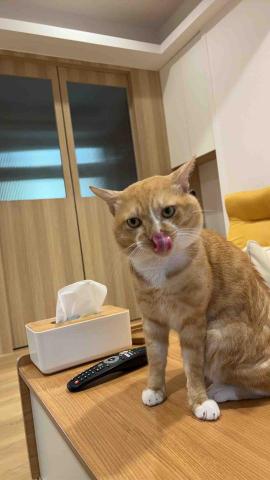 summer寵物保母 - 花生:頭很大很可愛,麻麻不在家會一直想要進去麻麻房間,嘴巴一直唸來表達不滿情緒。 summer寵物保母 - 花生:頭很大很可愛,麻麻不在家會一直想要進去麻麻房間,嘴巴一直唸來表達不滿情緒。