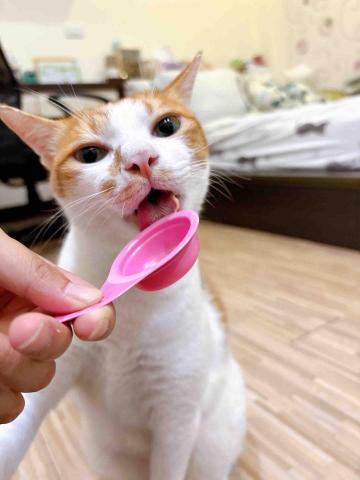 蔡育慈 - 非常貪吃的胖橘