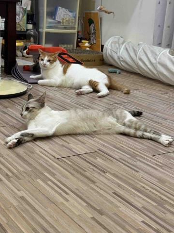 蔡育慈 - 飼養兩隻米克斯貓