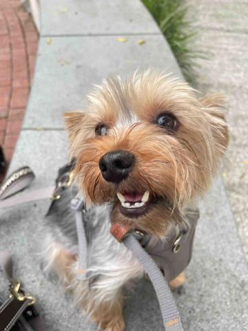 劉心嵐 - 一歲半約克夏推車+公園遛遛