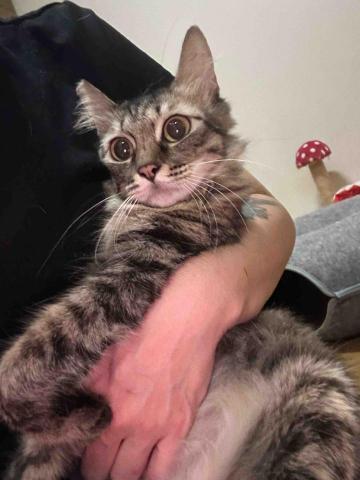 寵腳印寵物旅館 - 