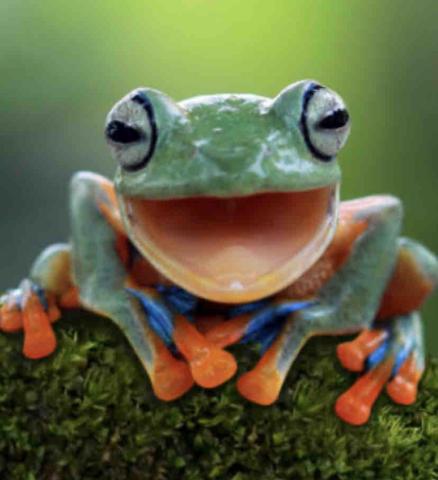 提供ktv服務的專家青蛙