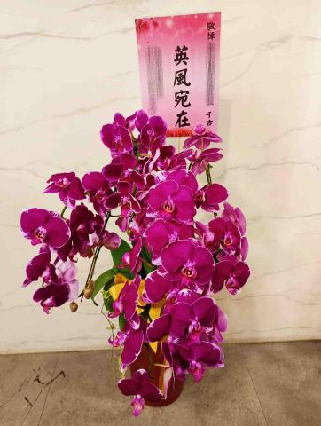 夏葉佐國際 - 蘭花組盆