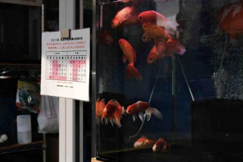 提供相機街服務的專家Lynn Chen