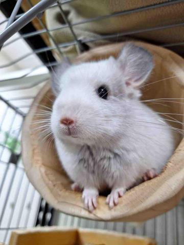 提供打字速度測試服務的專家小字工坊