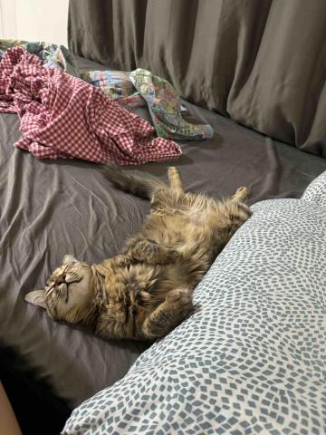 我是一隻貓貓，我叫婉君 - 我的員工去上完課後我每天都過的舒舒服服