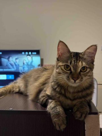 我是一隻貓貓，我叫婉君 - 老闆-婉君