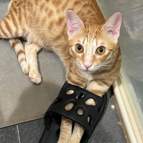 提供遛狗服務的專家Yun