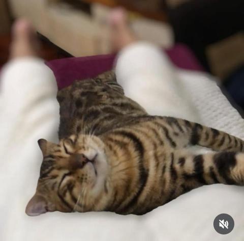 大台北到府按摩服務LEO🦁 - 貓顧客