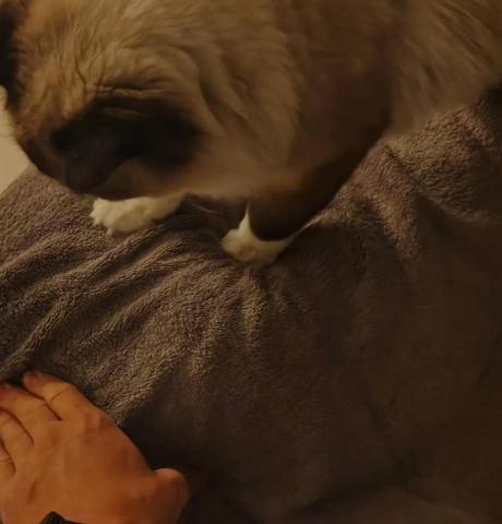 大台北到府按摩服務LEO🦁 - 貓按摩師