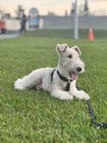 D&K毛孩照顧所 - 