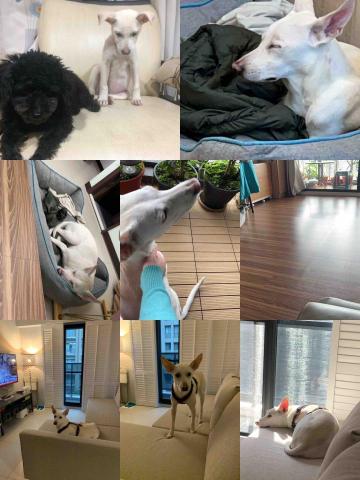 賴秀珊 - 居家寄宿-Dombo:原本是中途的小狗,在送養後,因之前請親戚幫忙帶看出國期間,Dombo會有不安感;最後選擇回娘家寄宿,看她開心自在,爸媽也安心。 賴秀珊 - 居家寄宿-Dombo:原本是中途的小狗,在送養後,因之前請親戚幫忙帶看出國期間,Dombo會有不安感;最後選擇回娘家寄宿,看她開心自在,爸媽也安心。