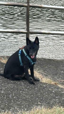 D&K毛孩照顧所 - 