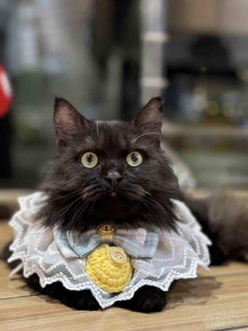 提供花蓮市服務的專家張惠柔