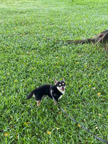 林嘉恩 - 公園遛遛