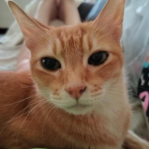 姚慧寧 姚慧寧