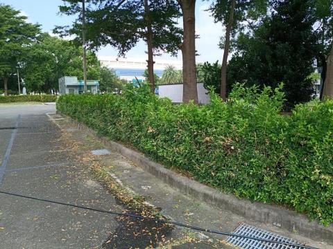 林達明 - 南科緯