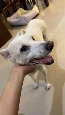 summer寵物保母 - 咩咩:真的是一隻非常黏人又很聰明的寶貝,不會怕人但很需要人陪的狗狗。 summer寵物保母 - 咩咩:真的是一隻非常黏人又很聰明的寶貝,不會怕人但很需要人陪的狗狗。