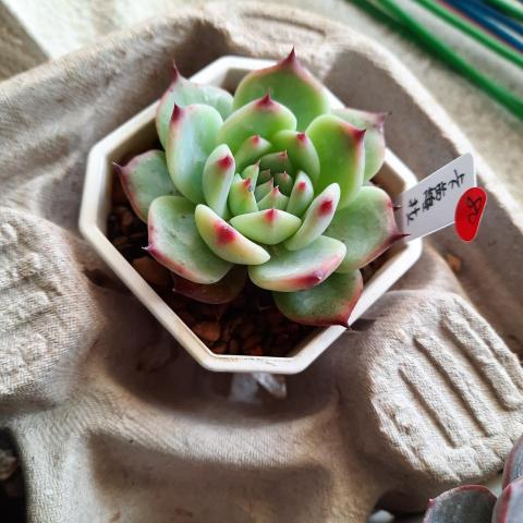 提供統包商服務的專家GILL