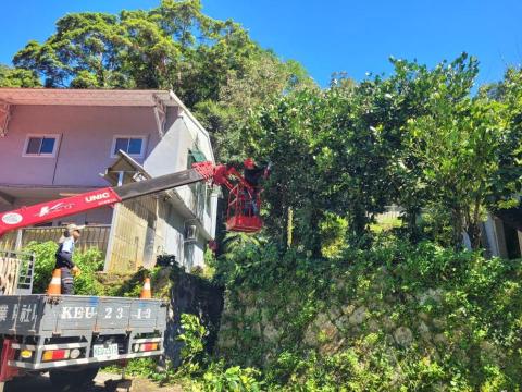 于森園藝企業社 （林先生） - 山區樹木矮化