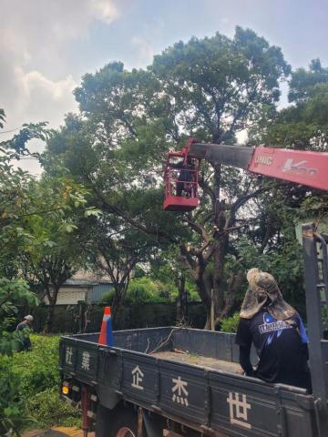 于森園藝企業社 （林先生） - 庭園樹木矮化