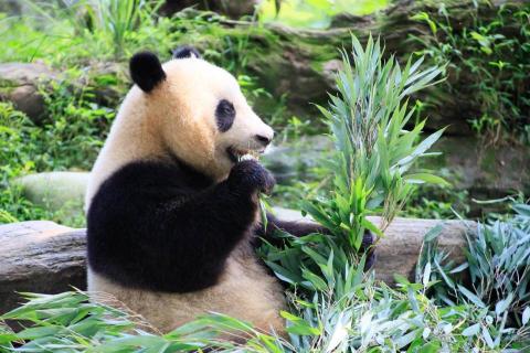 山海攝影工作室 - 成都熊貓基地-動物攝影
設備:
Canon eos RP
EF 100-300mm