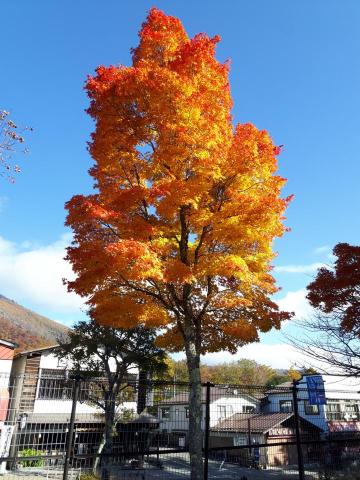 舛本先生 - 紅葉・楓(かえで)