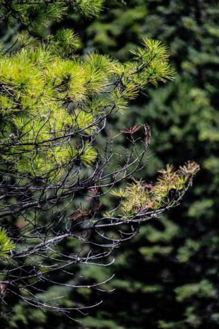 山海攝影工作室 - 九寨溝-風景攝影
Canon eos RP
EF 100-300mm f4.5-5.6