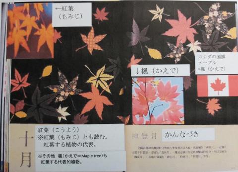 舛本先生 - 紅葉(こうよう)・紅葉(もみじ)