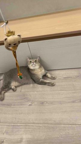 summer寵物保母 - 湯圓:第一次見到這麼乖、脾氣這麼好的寶貝,餵藥完全不會太抵觸,長得可愛又招人疼,超喜歡牠的。 summer寵物保母 - 湯圓:第一次見到這麼乖、脾氣這麼好的寶貝,餵藥完全不會太抵觸,長得可愛又招人疼,超喜歡牠的。